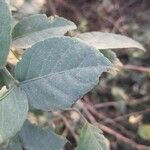 Aegle marmelos Hoja