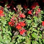 Lobelia cardinalis 叶