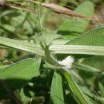 Vicia benghalensis Casca