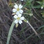 Cerastium arvenseFlower