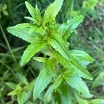 Epilobium tetragonumBlad