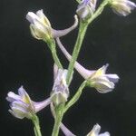 Delphinium gracile Květ
