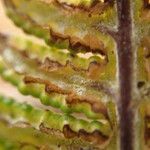 Hemionitis farinosa Leaf