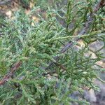 Juniperus pinchotii ശീലം