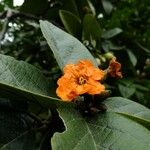 Euphorbia fulgens Цвят