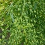 Camelina sativa Ffrwyth