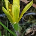 Gagea lacaitae Λουλούδι