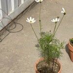 Cosmos bipinnatusŽiedas