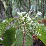 Tournefortiopsis crispiflora Ліст