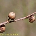 Scrophularia provincialis Beste bat