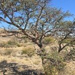 Vachellia erioloba Hoja