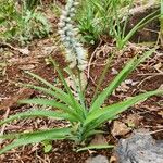 Chlorophytum africanum Leaf