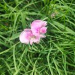 Lathyrus sylvestrisFloare