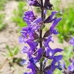 Salvia pratensis Flor