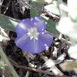 Evolvulus helianthemifolius Fleur