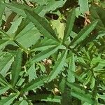 Tagetes erecta 葉