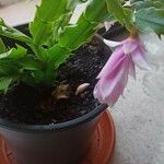 Schlumbergera truncata फूल