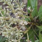 Ardisia densiflora ফুল