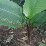 Heliconia stricta Leaf