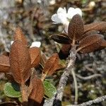 Rhododendron laudandum पत्ता