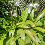 Crinum moorei Flower