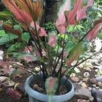 Caladium bicolor Yaprak