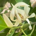 Magnolia × alba Žiedas