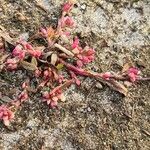 Persicaria minorKukka