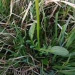 Valeriana dioica 叶