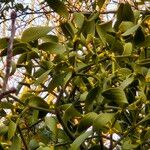 Viscum album Feuille