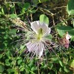 Capparis spinosaBlomst