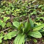 Cypripedium acaule 葉