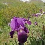 Iris marsica Kvet