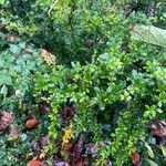 Berberis darwinii Агульны выгляд