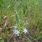 Ornithogalum narbonense Flower