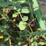 Boerhavia diffusa Blatt