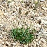 Poa badensis Hábito