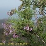 Campylanthus salsoloides Hábito