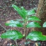 Coffea fotsoana Blatt