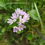 Allium massaessylum Blomma