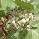 Calotropis procera Flower