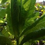 Lactuca sativa叶