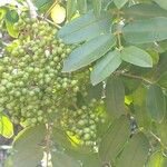 Zanthoxylum rhoifolium 果實