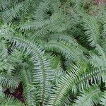 Polystichum munitum Habitat