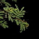 Caesalpinia coriaria Hábitos
