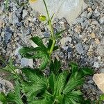 Ranunculus montanus Cvet