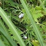 Gilia tricolor Blad