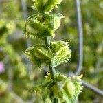 Rumex cristatus Fruit