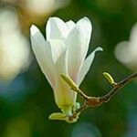 Magnolia denudata Цвят