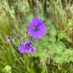 Geranium pyrenaicumKukka